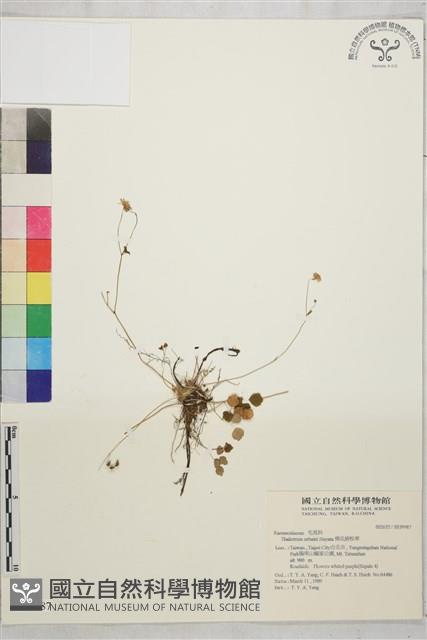 傅氏唐松草藏品圖，第1張