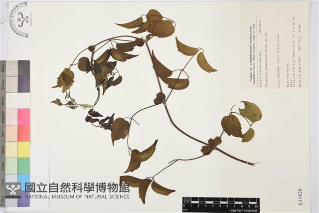 Accession Number:S031626 Collection Image