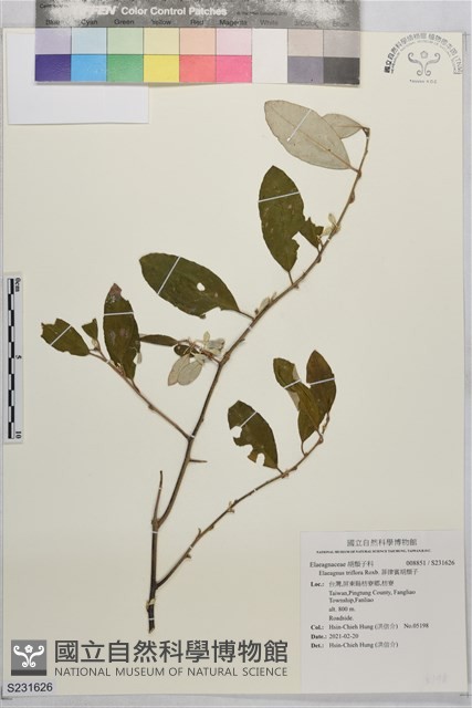 菲律賓胡頹子藏品圖，第1張