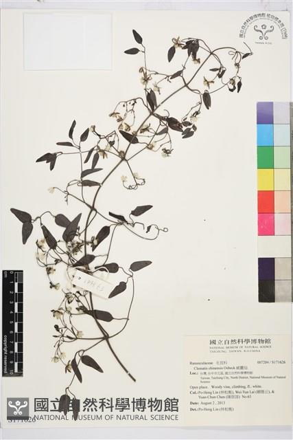 威靈仙藏品圖，第1張