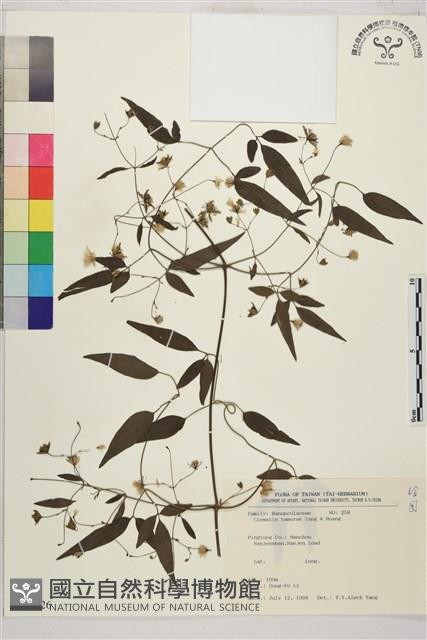 田村氏鐵線蓮藏品圖，第1張