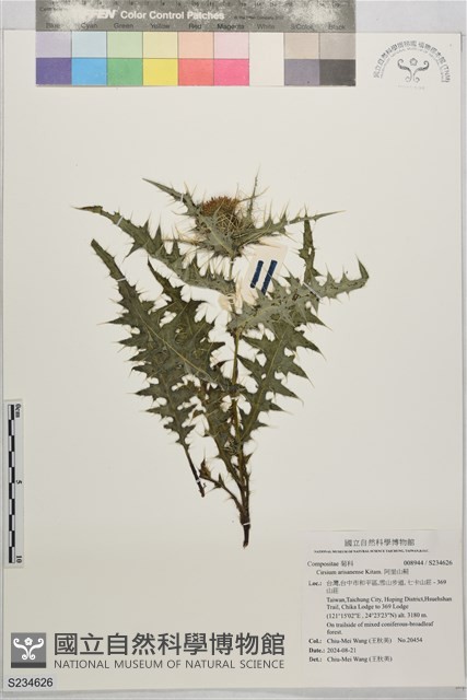 阿里山薊藏品圖，第1張