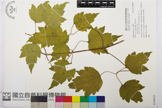 登錄號:S109626藏品圖，第1張