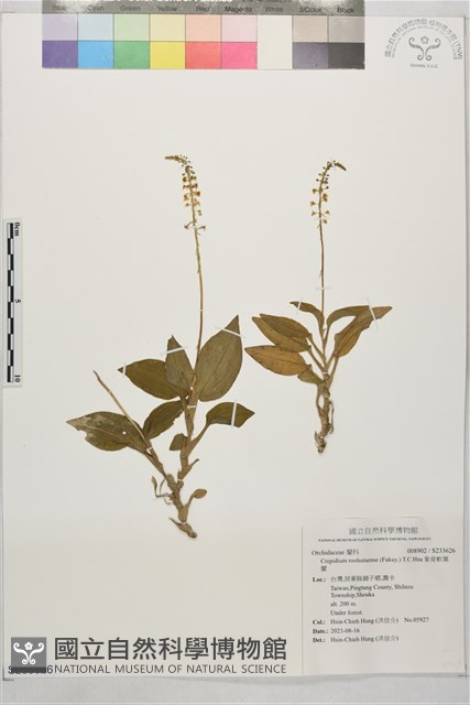 紫背軟葉蘭藏品圖，第1張