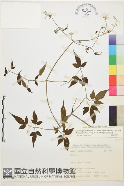 巴氏鐵線蓮藏品圖，第1張