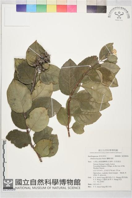 蘭嶼溲疏藏品圖，第1張