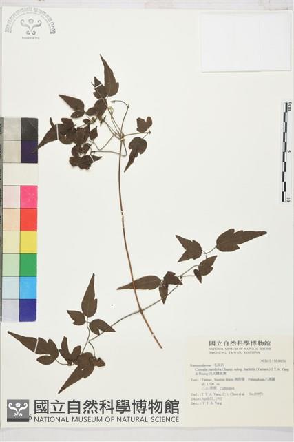 巴氏鐵線蓮藏品圖，第2張