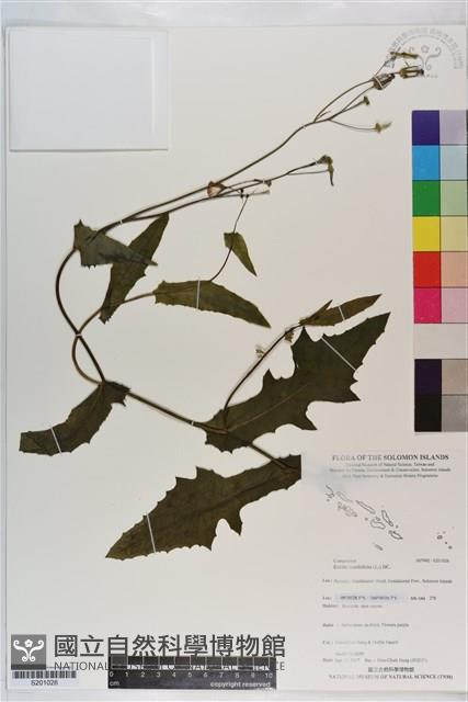 紫背草藏品圖，第1張