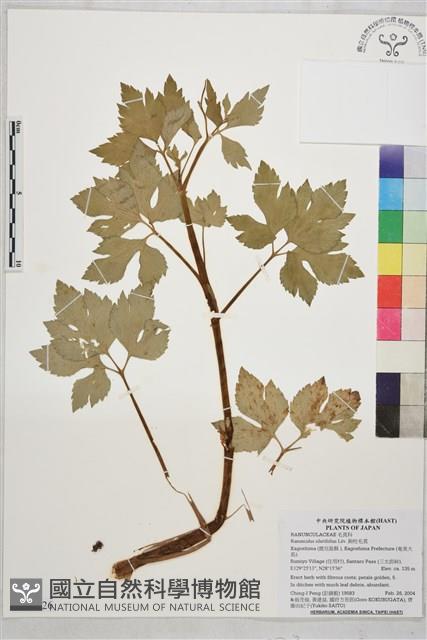 鉤柱毛茛藏品圖，第1張