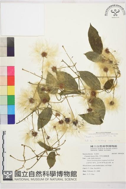 銹毛鐵線蓮藏品圖，第1張