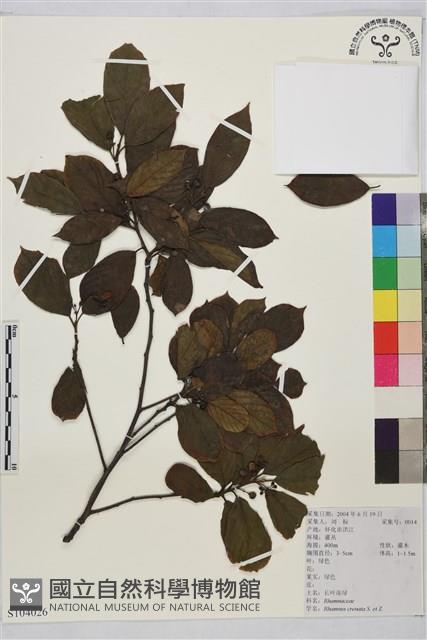 鈍齒鼠李藏品圖，第1張