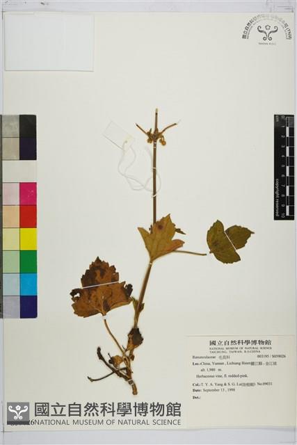 登錄號:S059026藏品圖，第1張