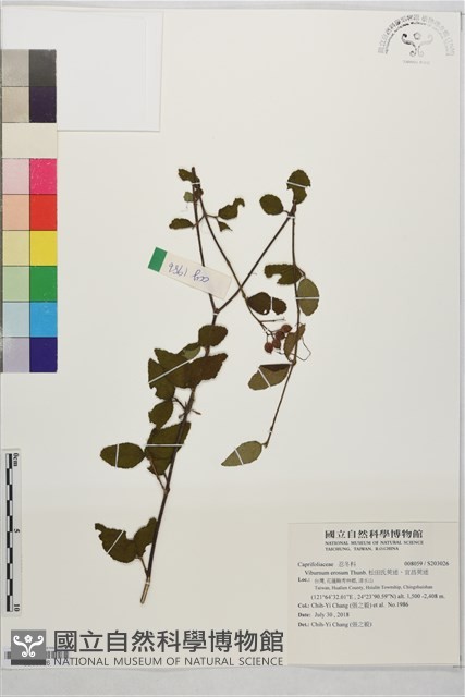 松田氏莢迷、宜昌莢迷藏品圖，第1張