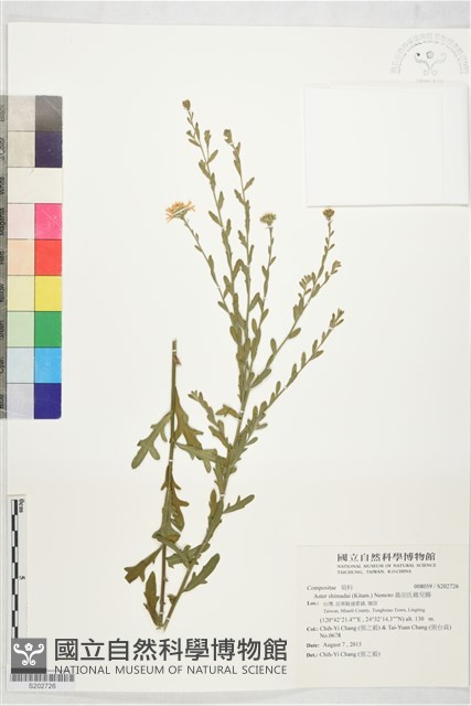 島田氏雞兒腸藏品圖，第1張
