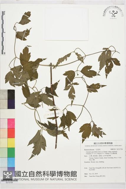 巴氏鐵線蓮藏品圖，第1張