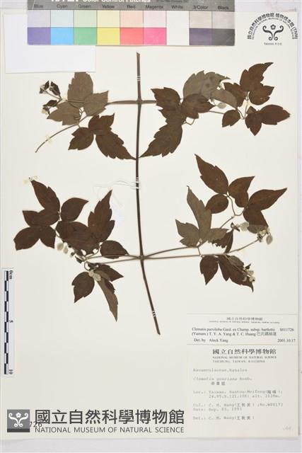 巴氏鐵線蓮藏品圖，第1張