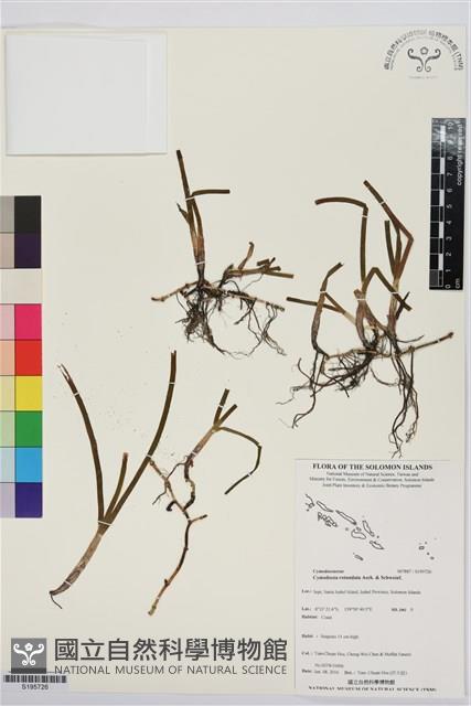 圓葉水絲草藏品圖，第1張