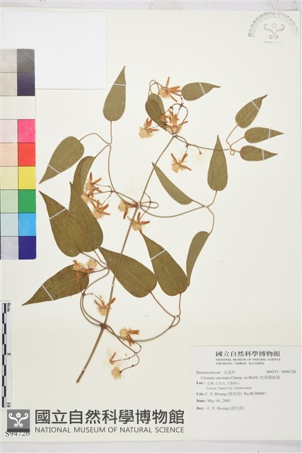 柱果鐵線蓮藏品圖，第2張