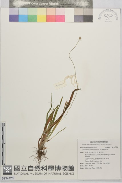 大葉穀精草藏品圖，第1張