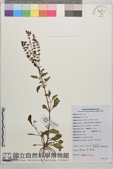 節毛鼠尾草、賴斷頭草藏品圖，第1張