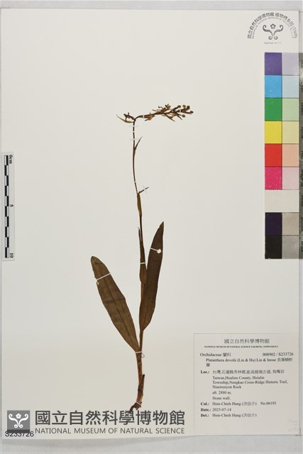 長葉蜻蛉蘭藏品圖，第1張