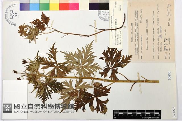 臺灣烏頭藏品圖，第1張