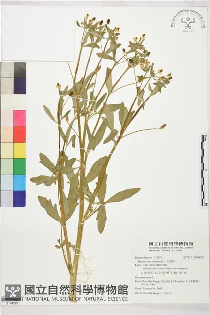 石龍芮藏品圖，第1張