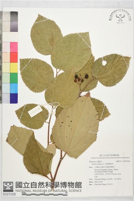 印度捕魚木藏品圖，第1張