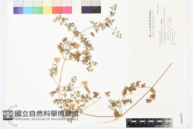 芹葉鐵線蓮藏品圖，第1張