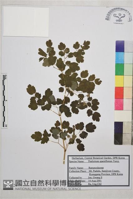 散花唐松草藏品圖，第1張