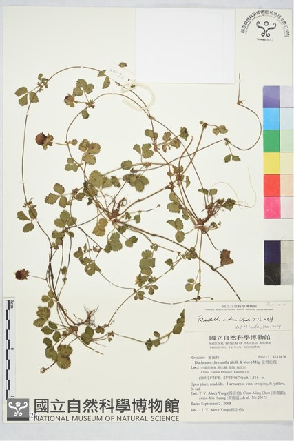 登錄號:S141426藏品圖，第1張