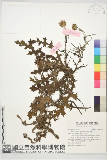 華薊藏品圖，第1張