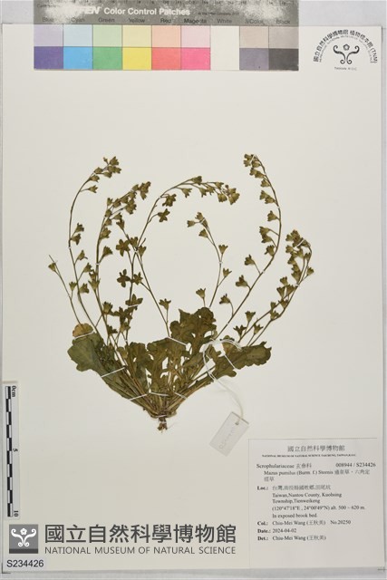 通泉草、六角定經草藏品圖，第1張