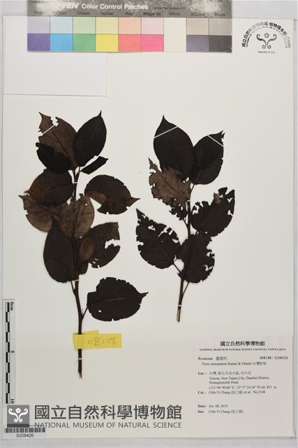台灣野梨藏品圖，第1張