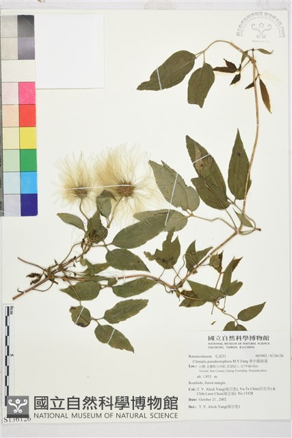 華中鐵線蓮藏品圖，第2張