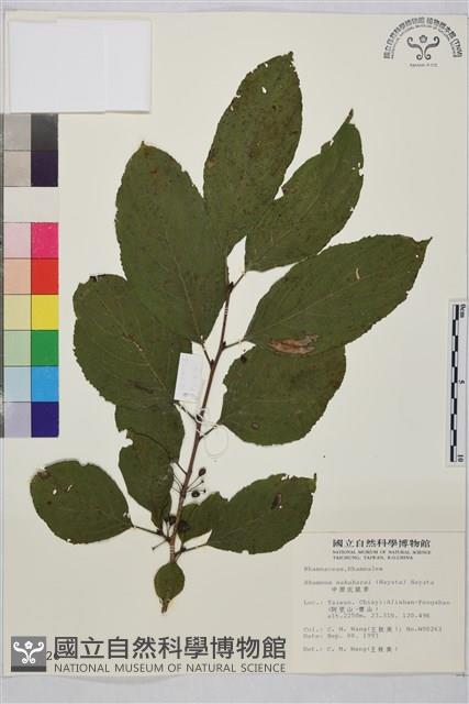 中原氏鼠李藏品圖，第2張