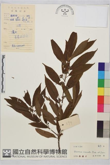 鈍齒鼠李藏品圖，第1張