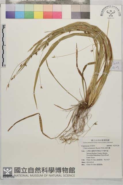 阿里山疏花薹藏品圖，第1張