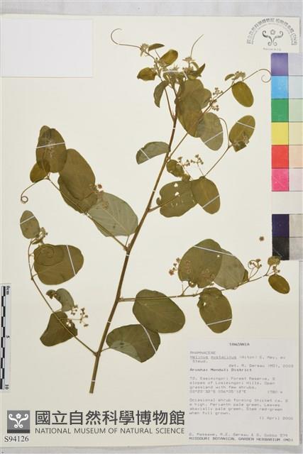 登錄號:S094126藏品圖，第1張