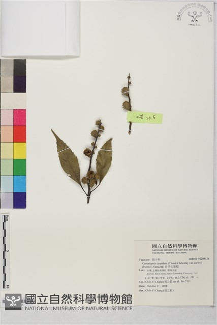 長尾尖葉櫧藏品圖，第1張