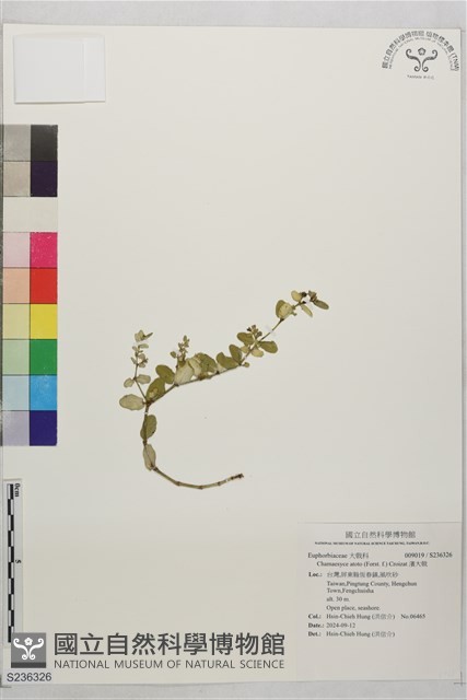 濱大戟藏品圖，第1張