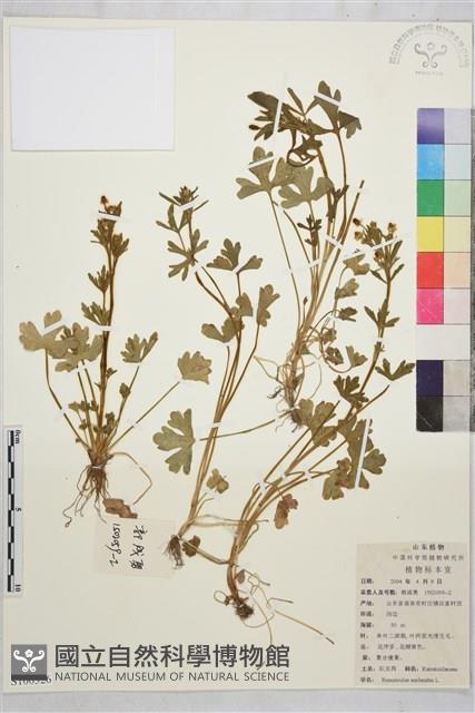 石龍芮藏品圖，第1張