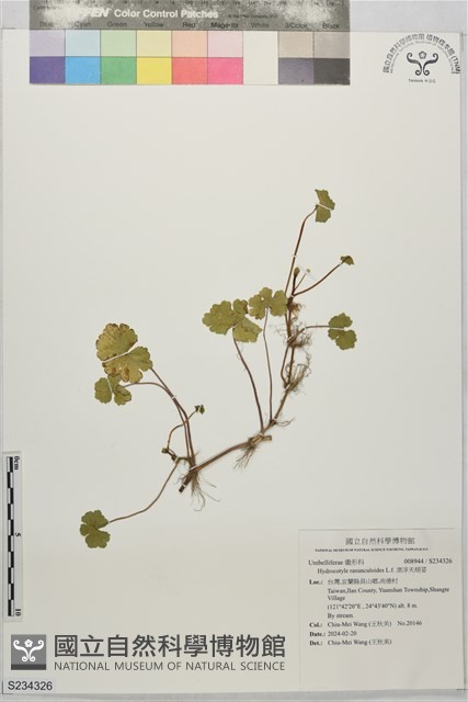 漂浮天胡荽藏品圖，第1張