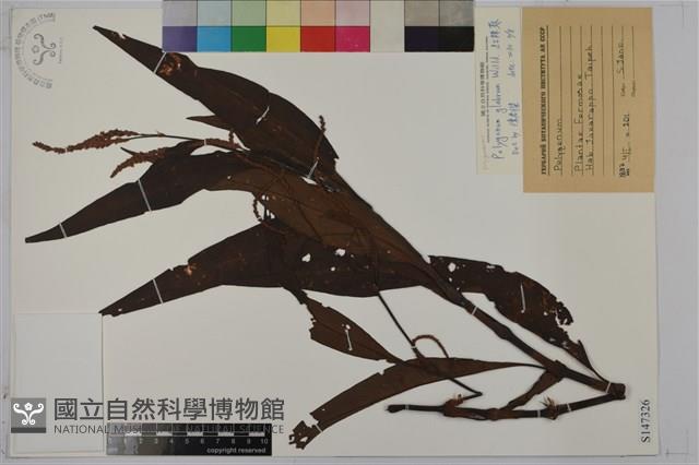 紅辣蓼藏品圖，第1張