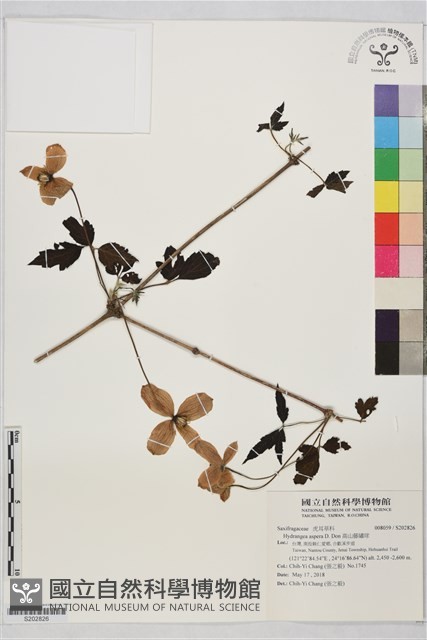 高山藤繡球藏品圖，第1張