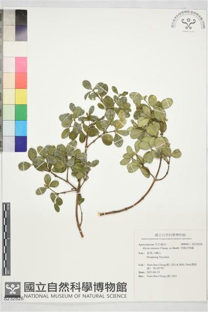 中國念珠藤藏品圖，第1張