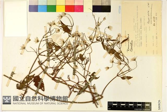 登錄號:S080826藏品圖，第1張