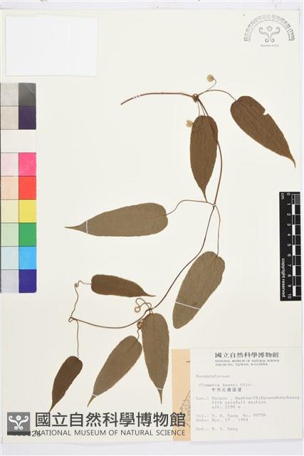 亨利氏鐵線蓮藏品圖，第2張