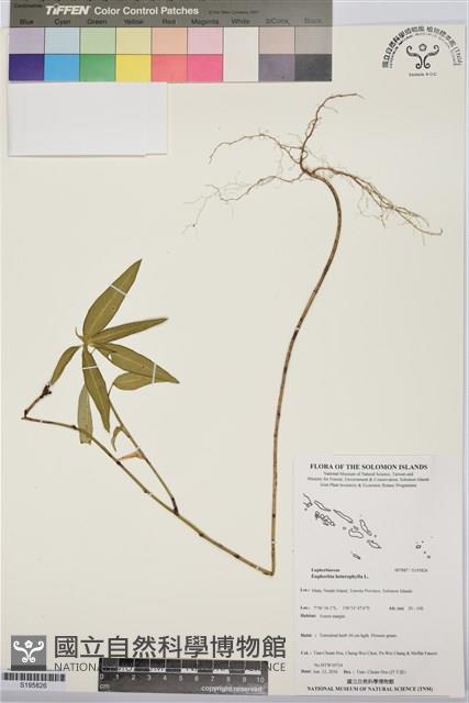 白苞猩猩草藏品圖，第1張