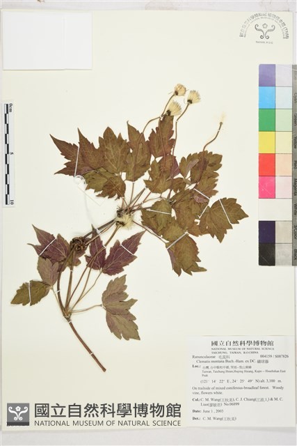 繡球藤藏品圖，第1張